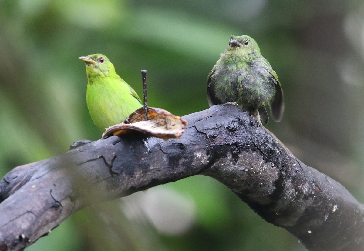 Green Honeycreeper - Carol Ortenzio