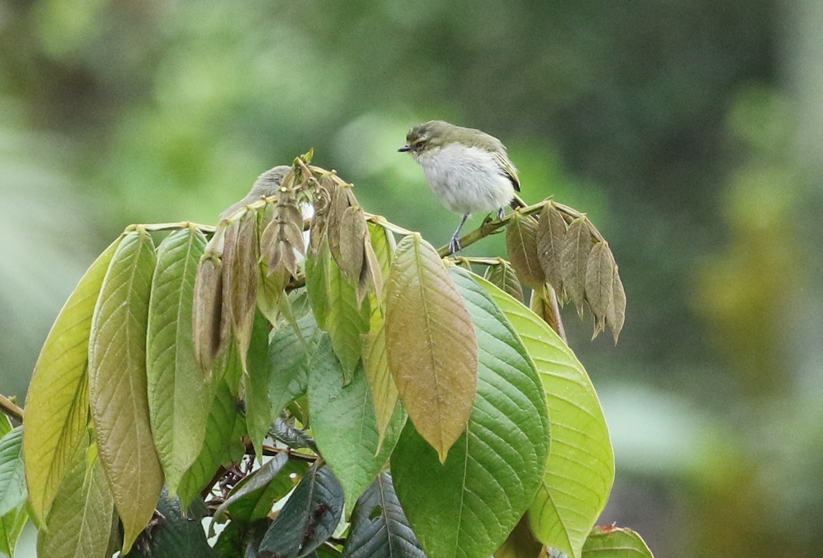 Choco Tyrannulet - ML125087071