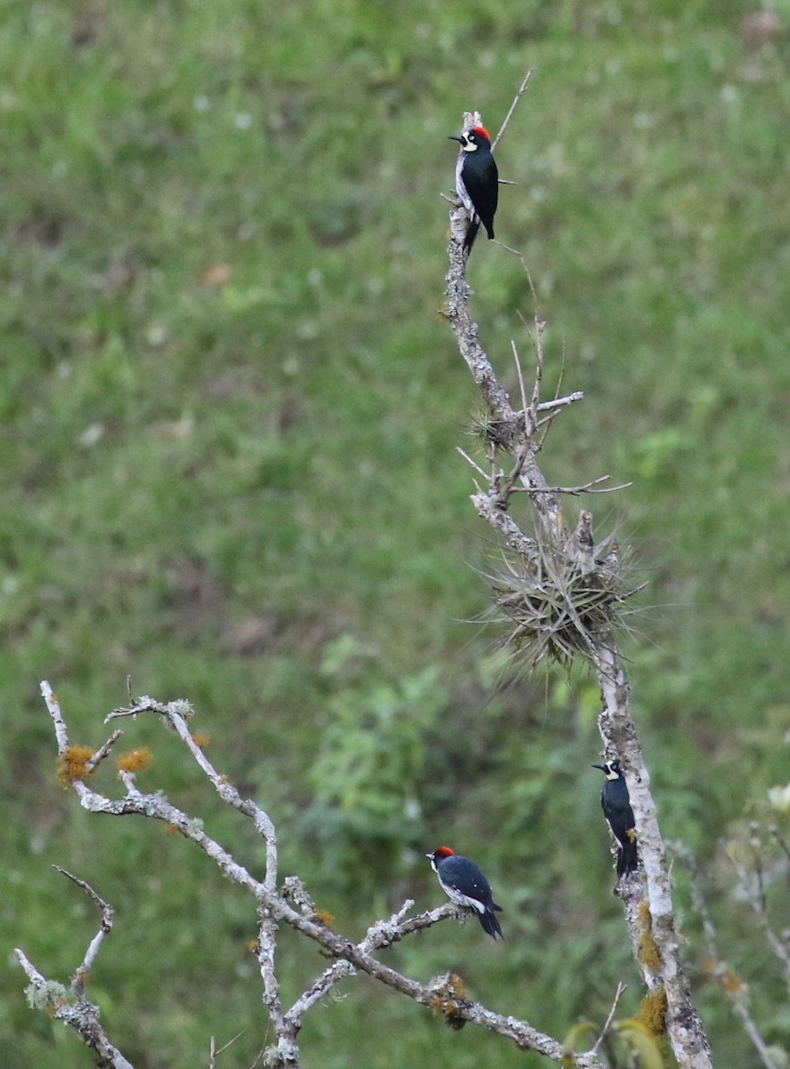 Acorn Woodpecker - ML125087101