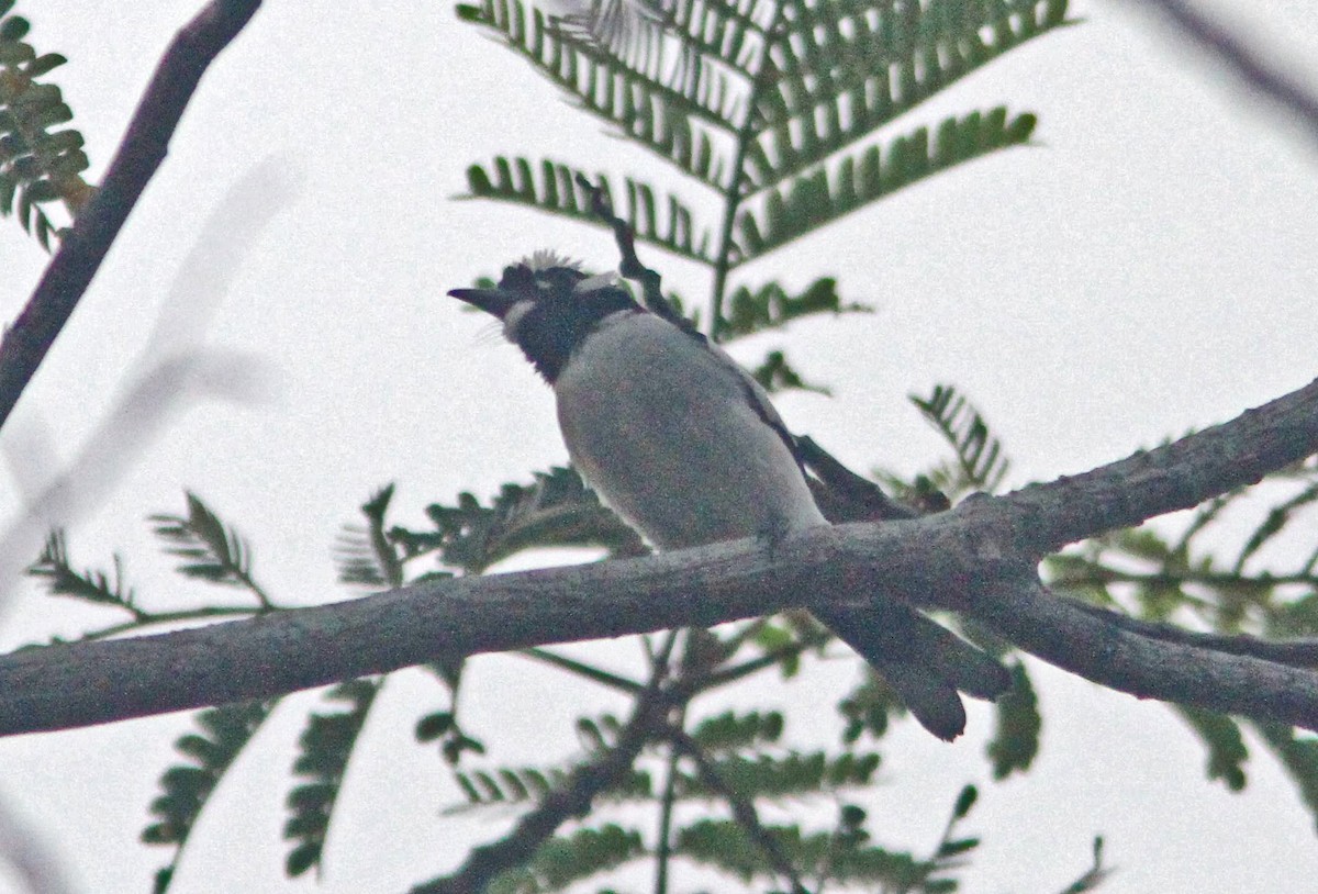 White-naped Monarch - ML125087131