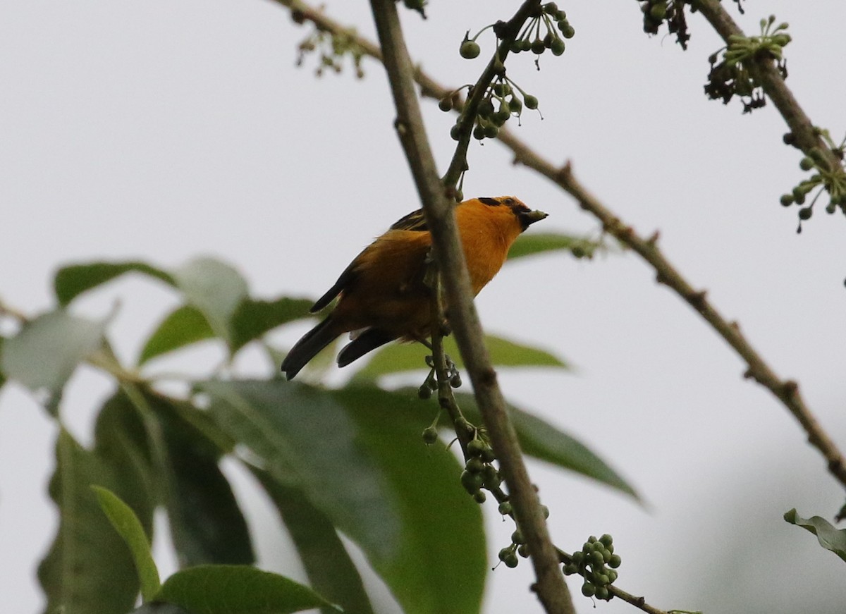 Golden Tanager - ML125087201