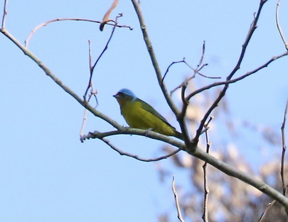 Elegant Euphonia - ML125087271