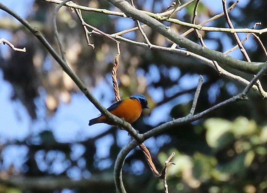 Elegant Euphonia - ML125087281