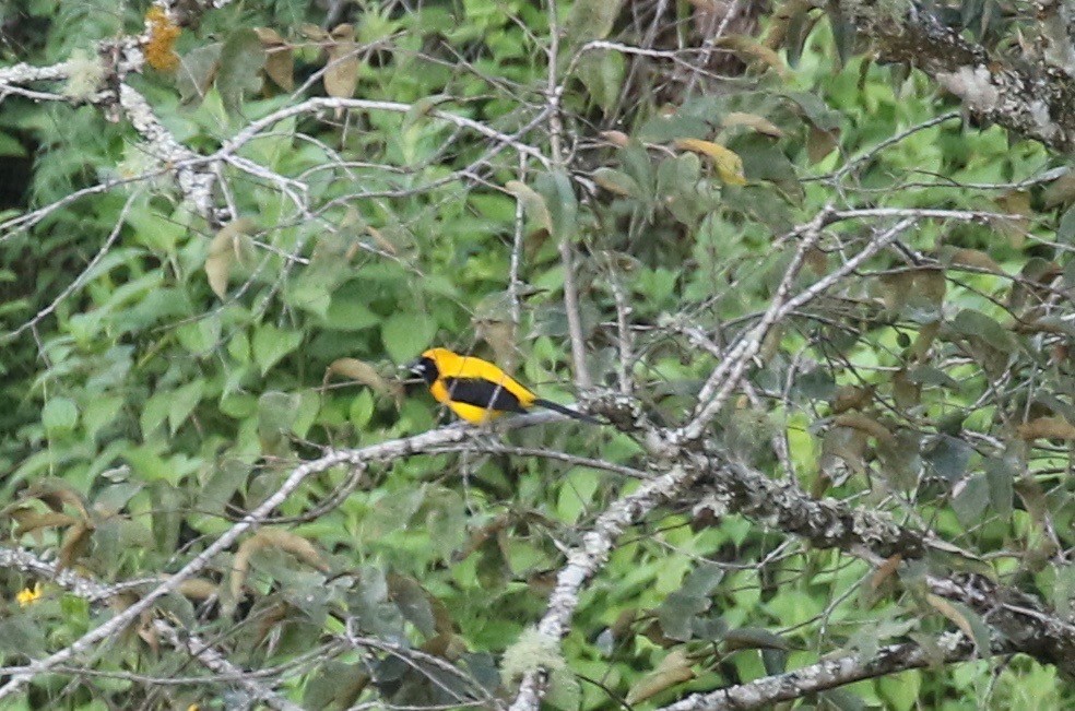 Yellow-backed Oriole - ML125087441