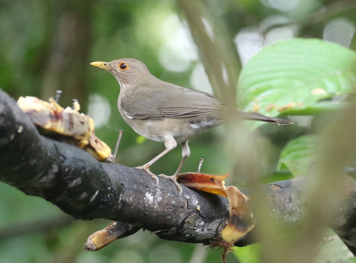 Ecuadorian Thrush - ML125087501