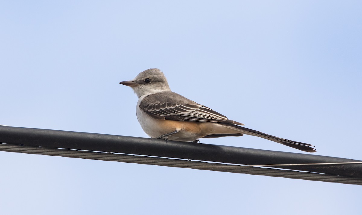 Scissor-tailed Flycatcher - Alex Abela