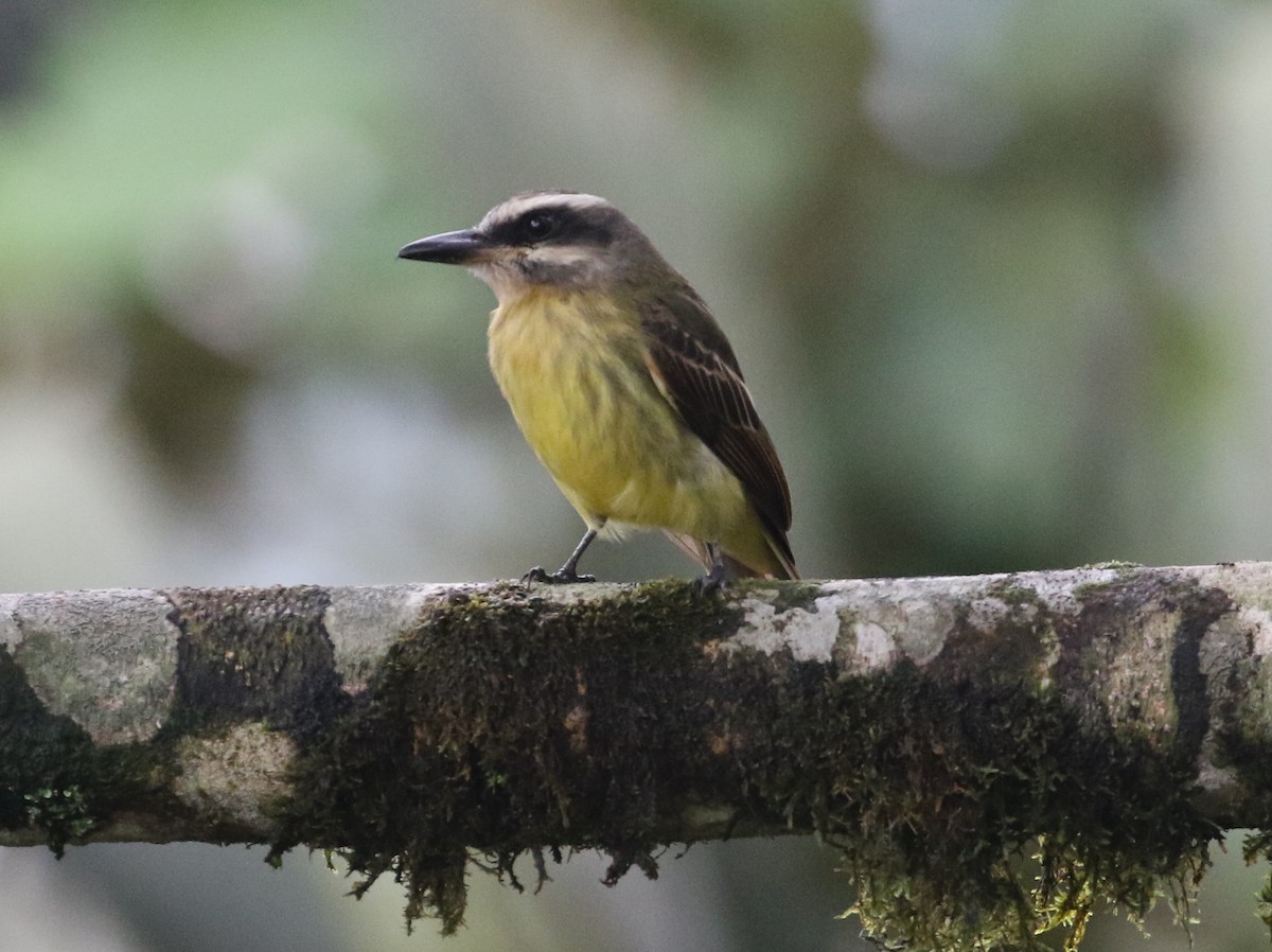 Golden-bellied Flycatcher - ML125087841