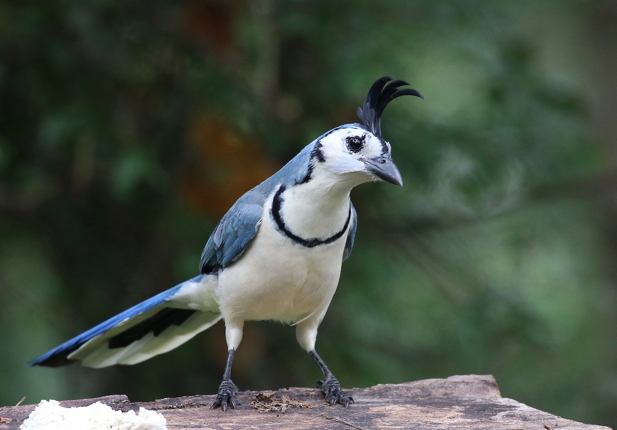 White-throated Magpie-Jay - ML125087921