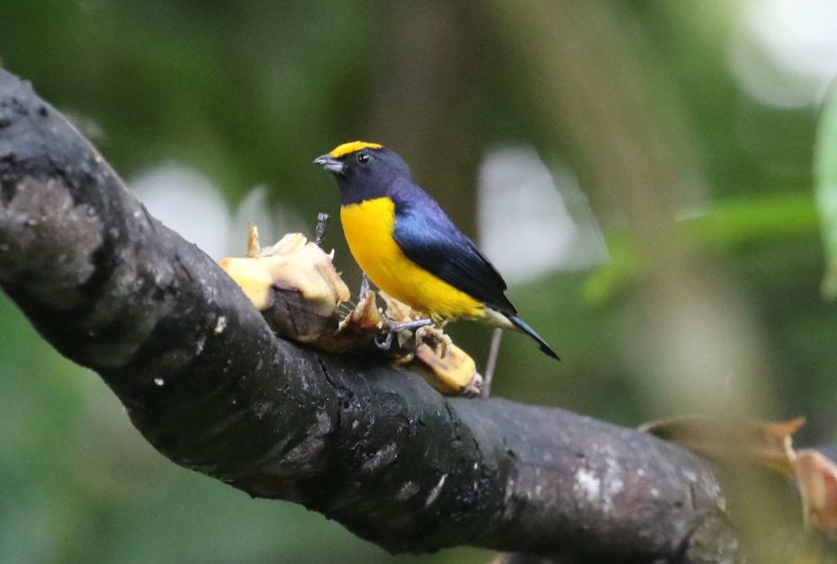 Orange-bellied Euphonia - ML125087971