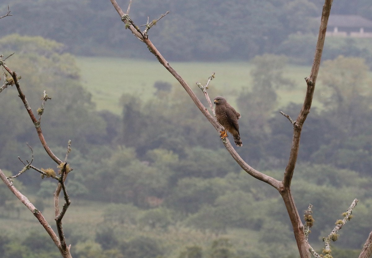 Roadside Hawk - Sandy Vorpahl