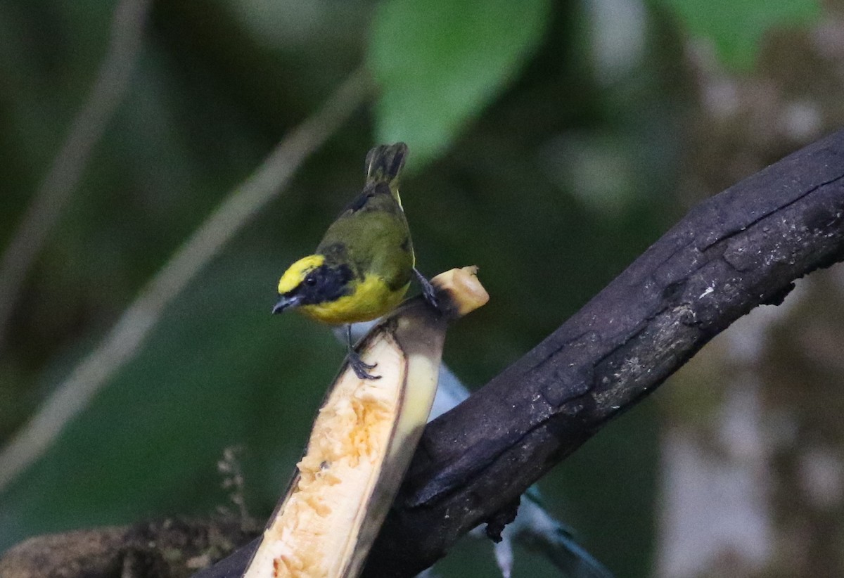 Thick-billed Euphonia - ML125088471