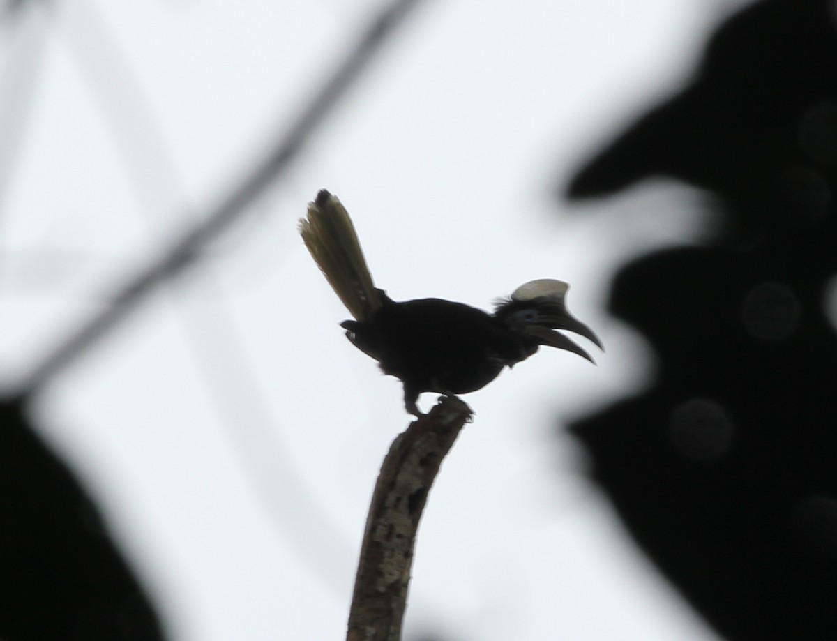 Yellow-casqued Hornbill - ML125089621