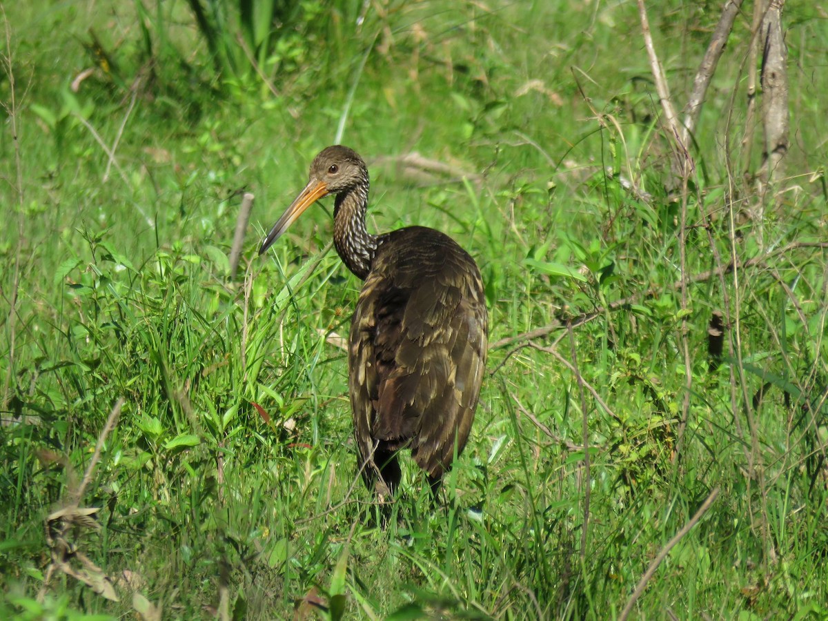 Limpkin - ML125092211