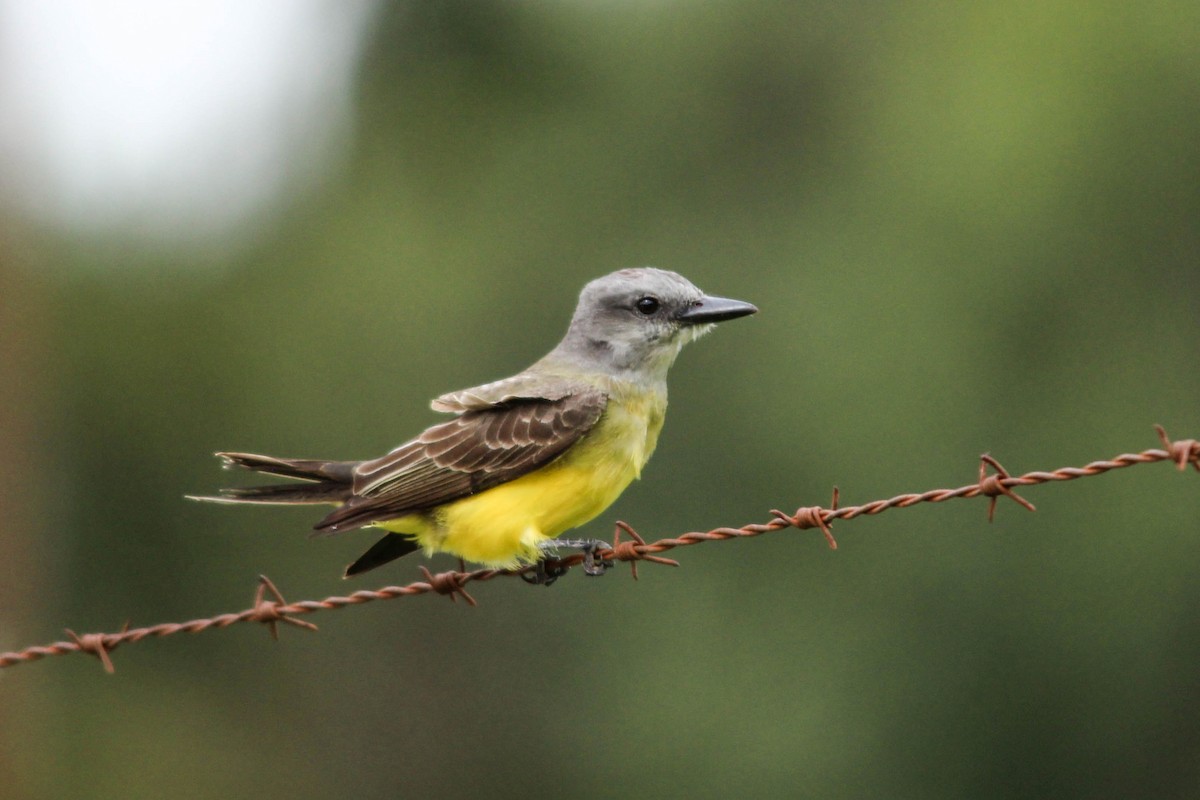 Tropical Kingbird - João Vitor Andriola