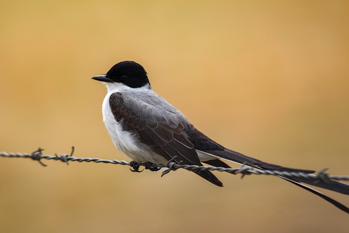 Fork-tailed Flycatcher - ML125093051