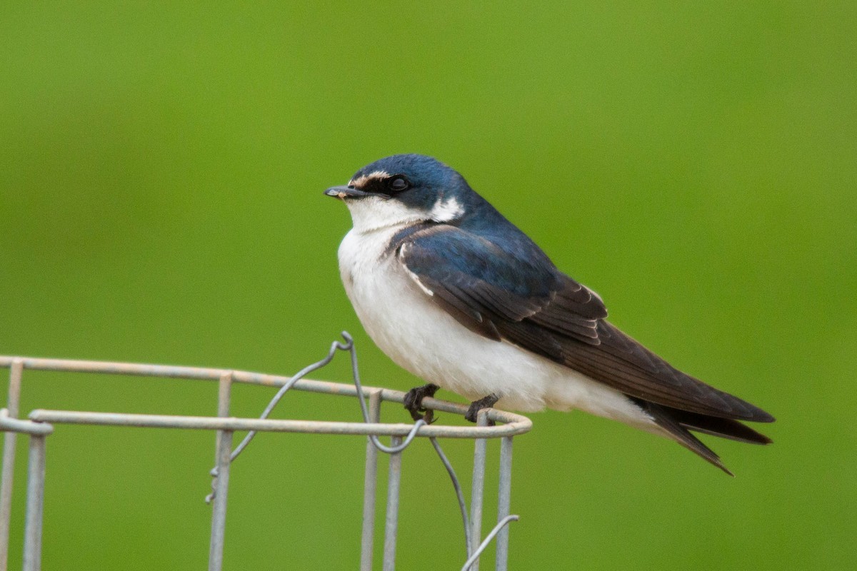 White-rumped Swallow - ML125093171