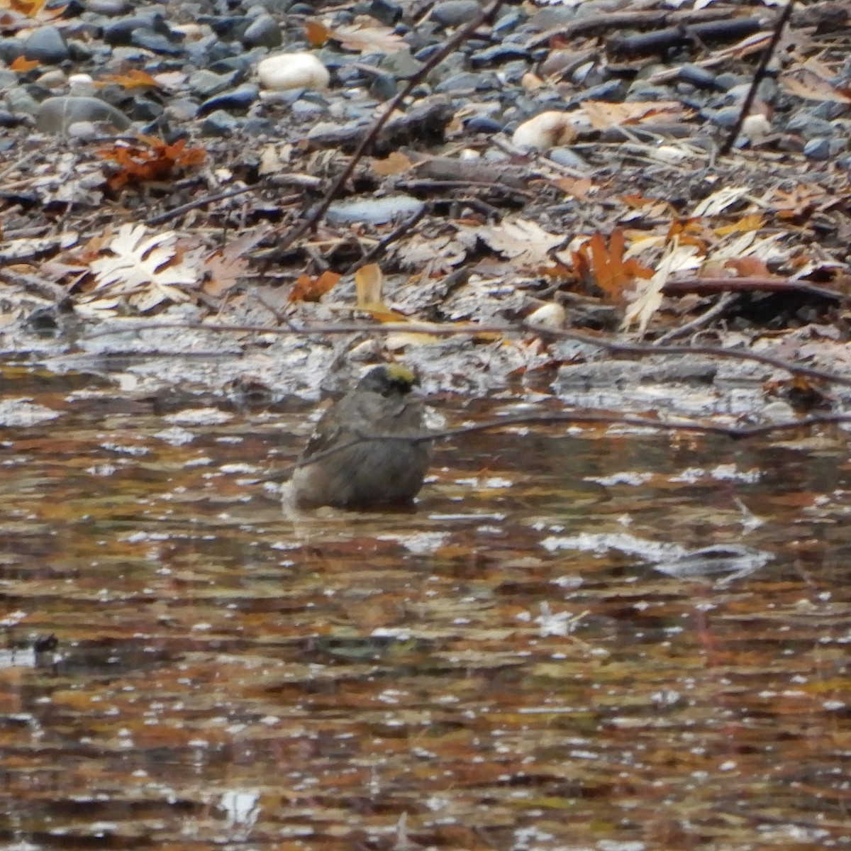 Golden-crowned Sparrow - ML125093481
