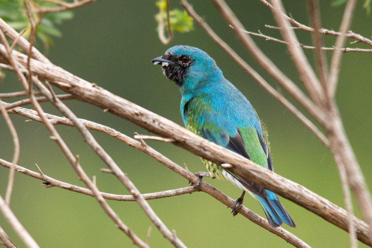 Swallow Tanager - ML125093791