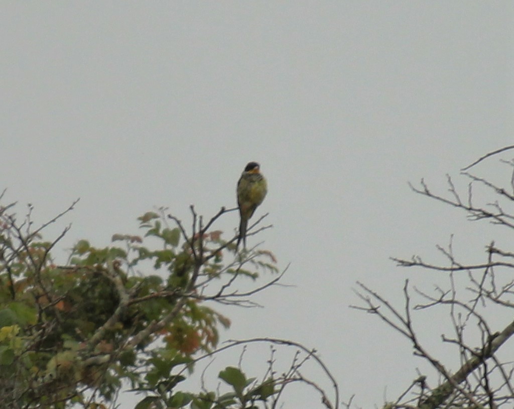 Swallow-tailed Cotinga - ML125094831