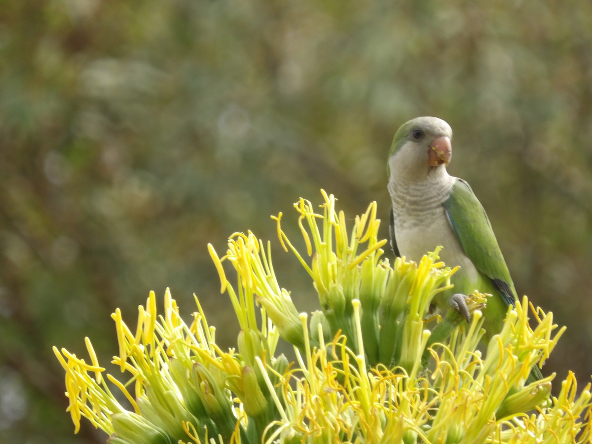 Monk Parakeet - ML125095401