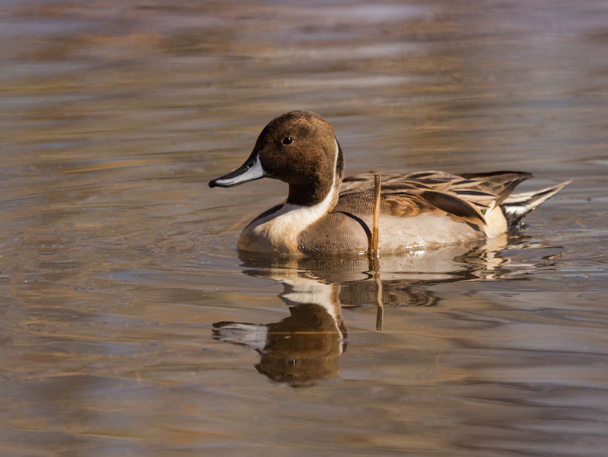 Шовтгор алаг нугас - ML125095441