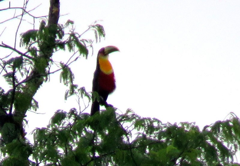Red-breasted Toucan - ML125095561
