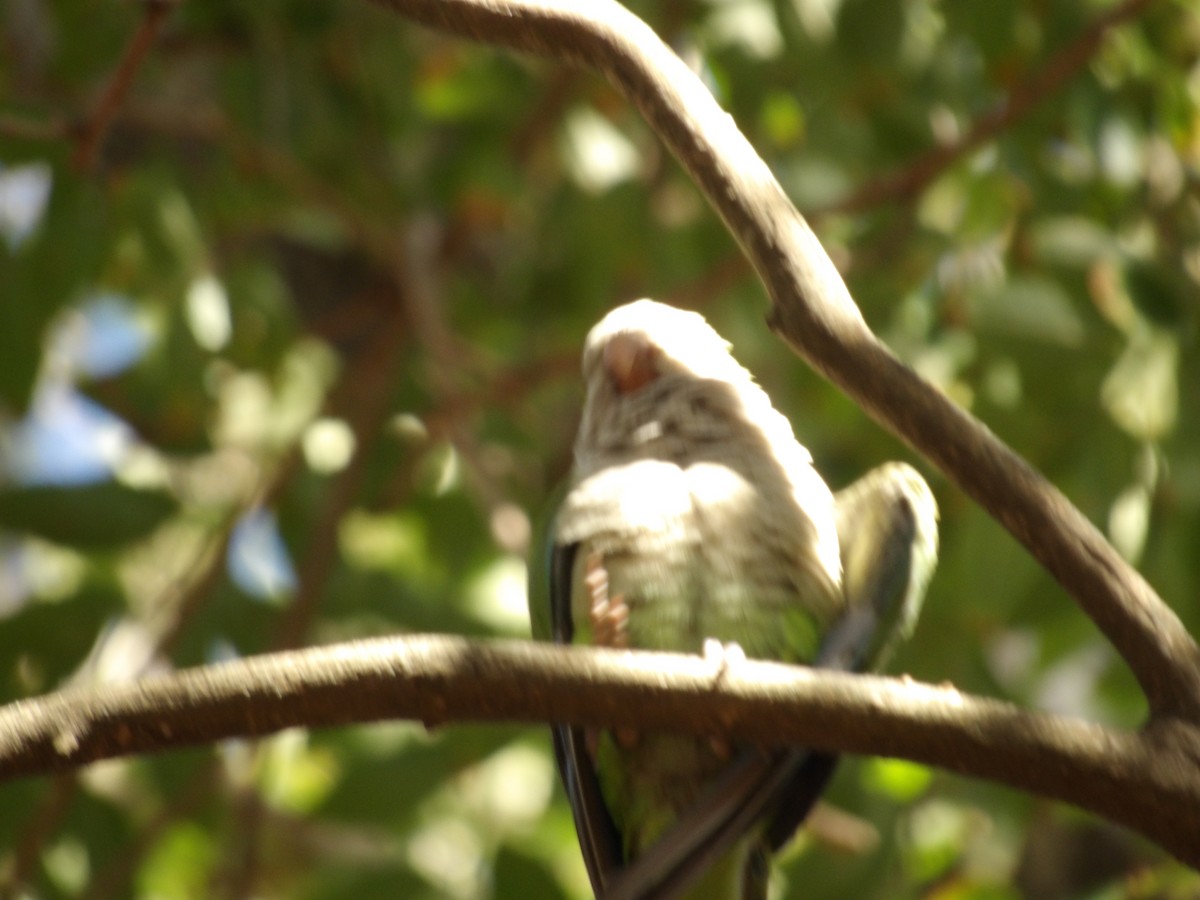 Monk Parakeet - Marcos de Larminat