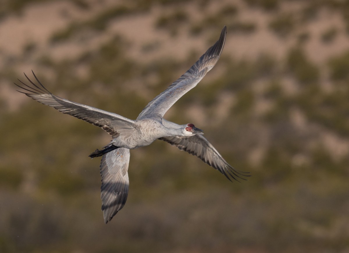 Орог тогоруу - ML125098751