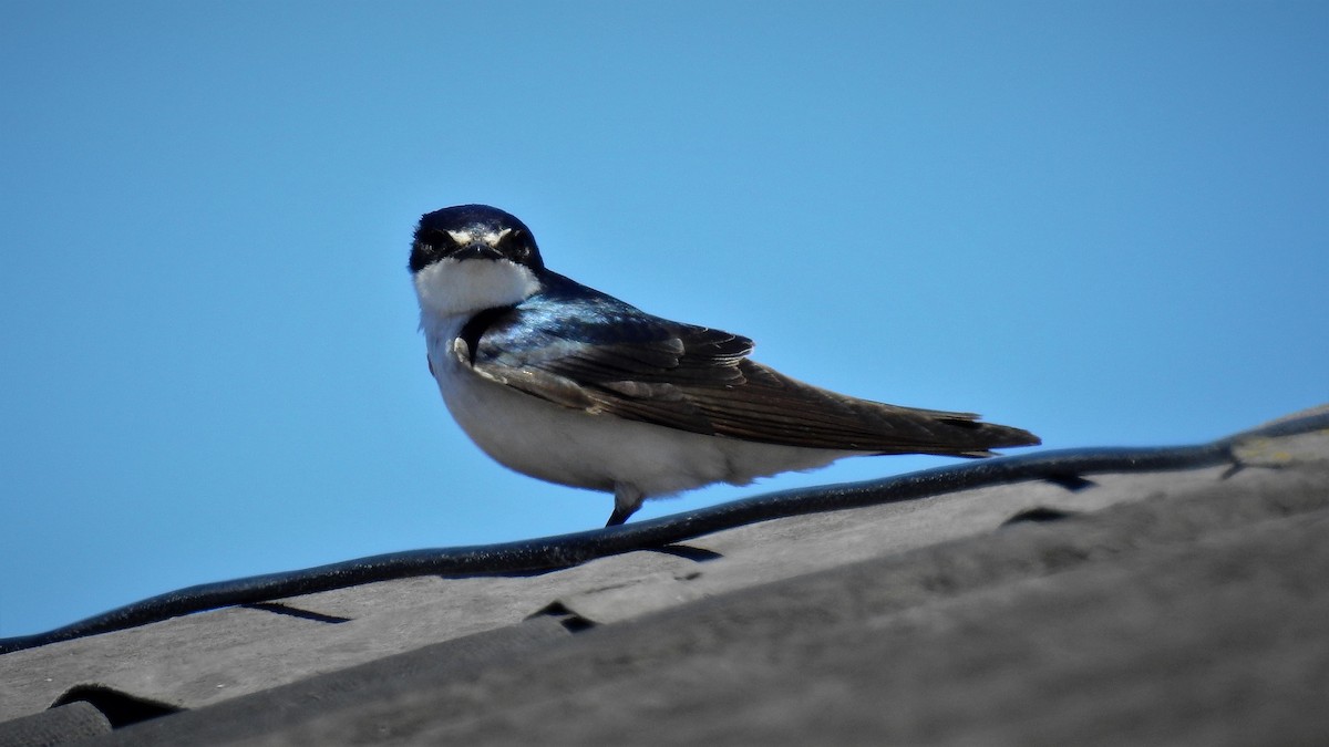 White-rumped Swallow - ML125099731