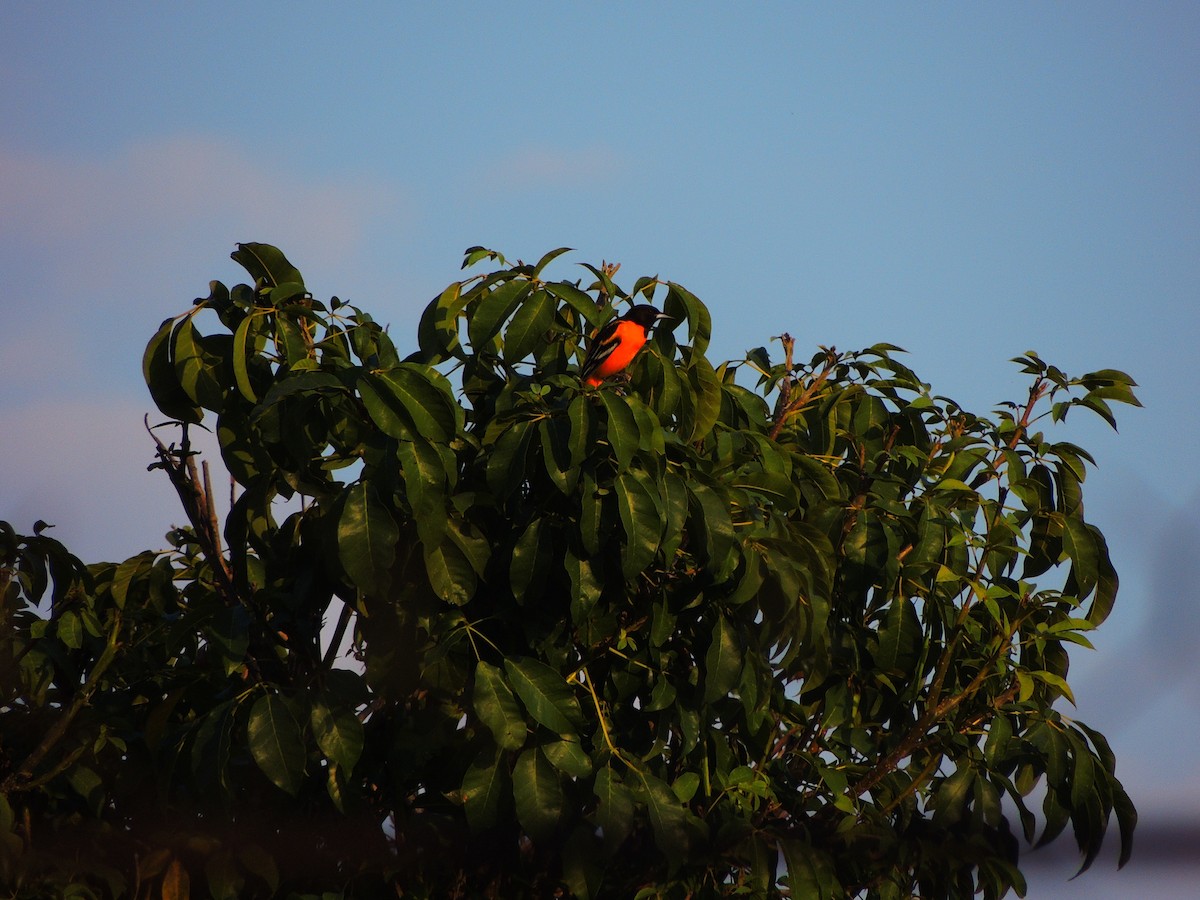 Oriole de Baltimore - ML125100281