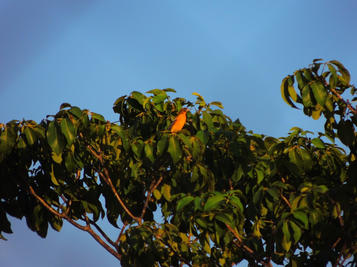 Oriole de Baltimore - ML125100311