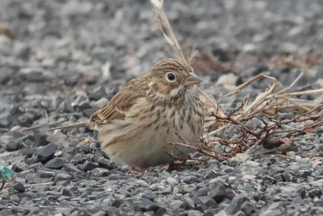 Vesper Sparrow - ML125101151