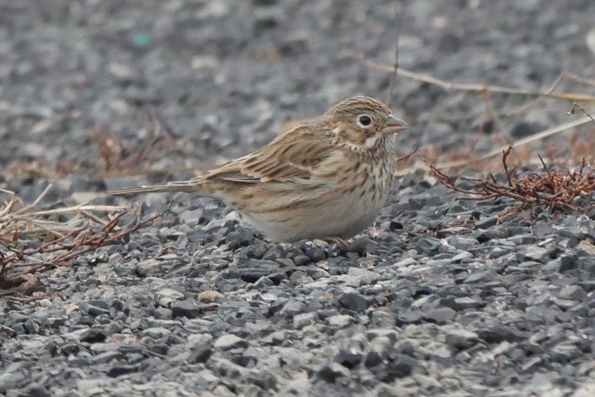 Vesper Sparrow - ML125101161