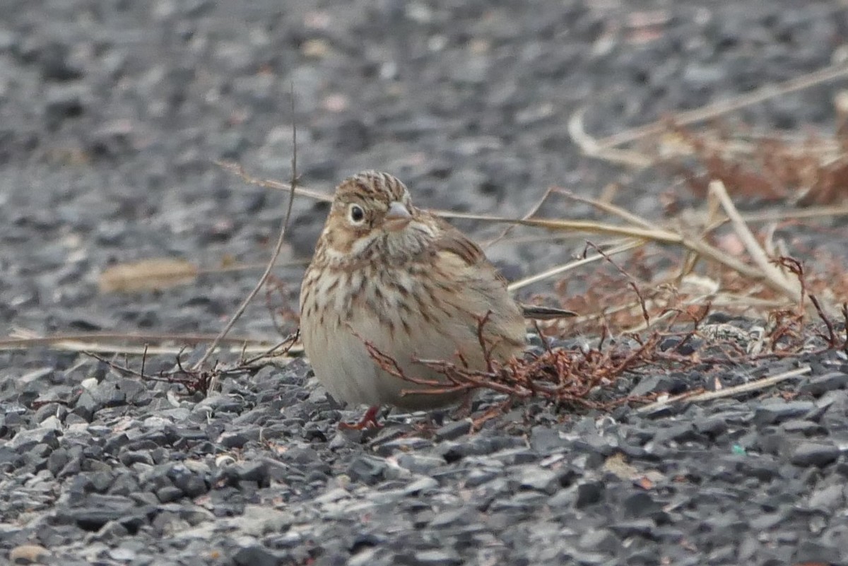 Vesper Sparrow - ML125101171