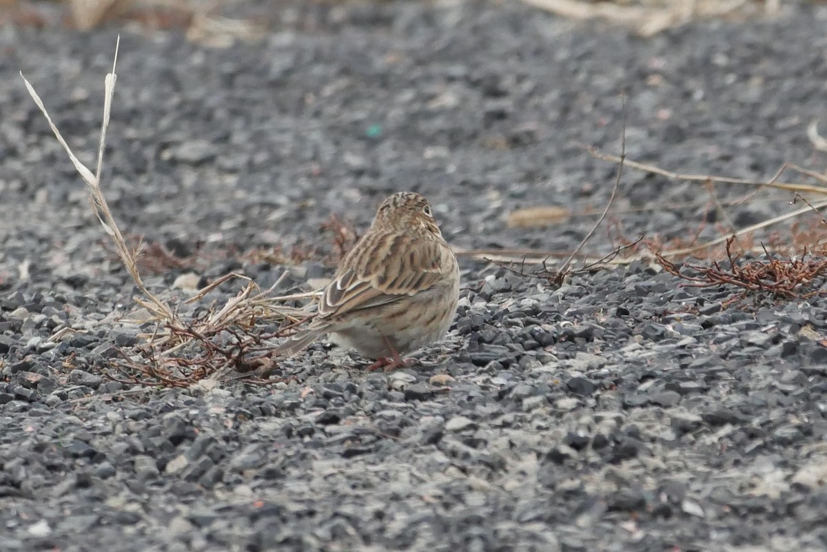 Vesper Sparrow - ML125101191