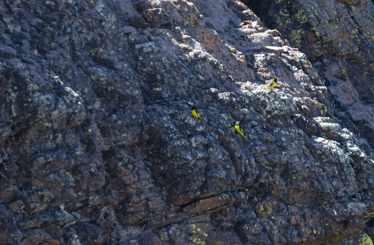 Yellow-rumped Siskin - Pablo Gutiérrez Maier