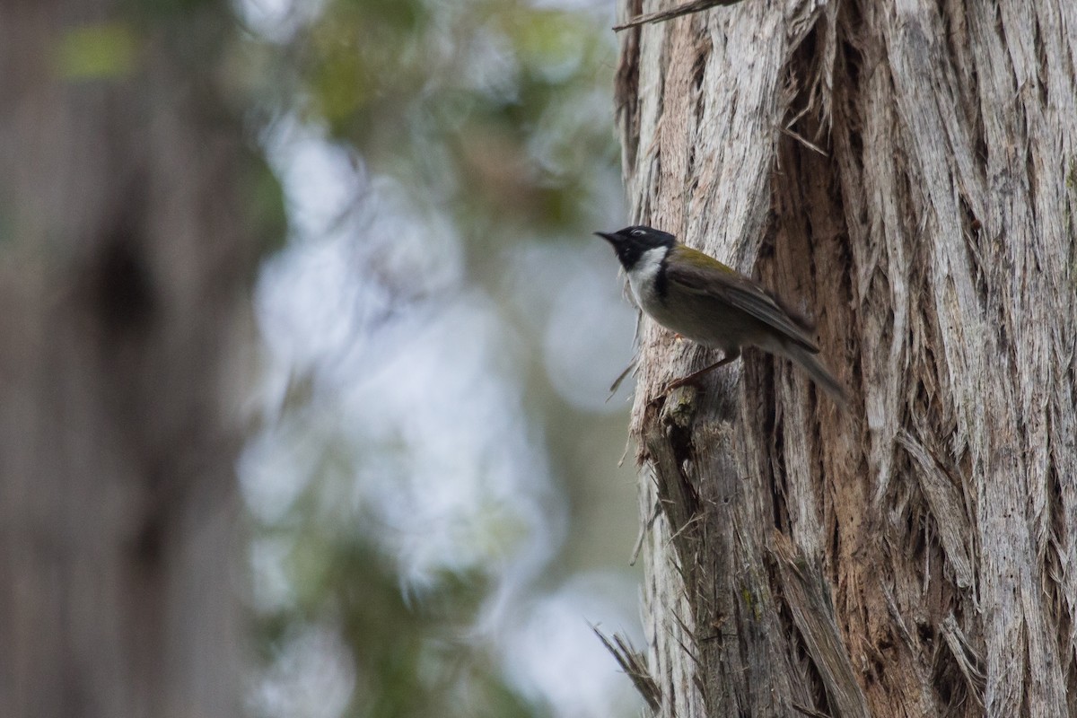 Black-headed Honeyeater - ML125103471