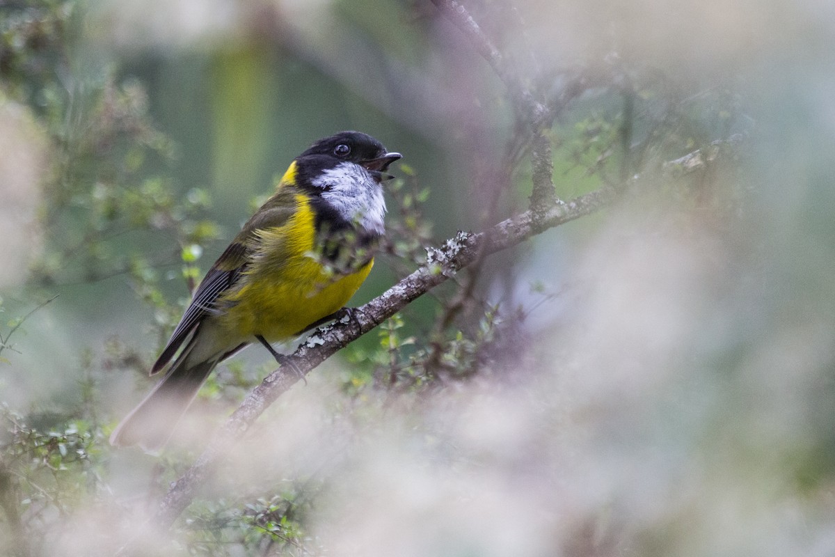 Golden Whistler - ML125103611