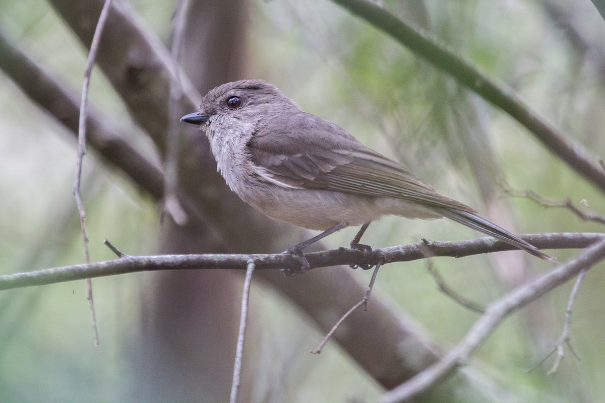 Golden Whistler - ML125103631