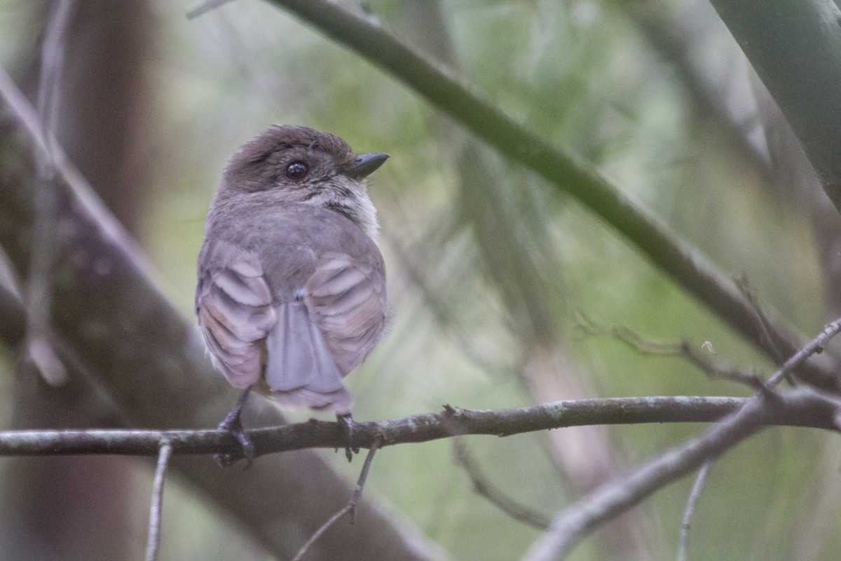 Golden Whistler - ML125103671