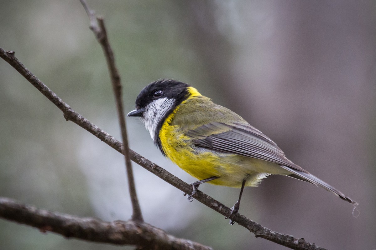 Golden Whistler - ML125103681