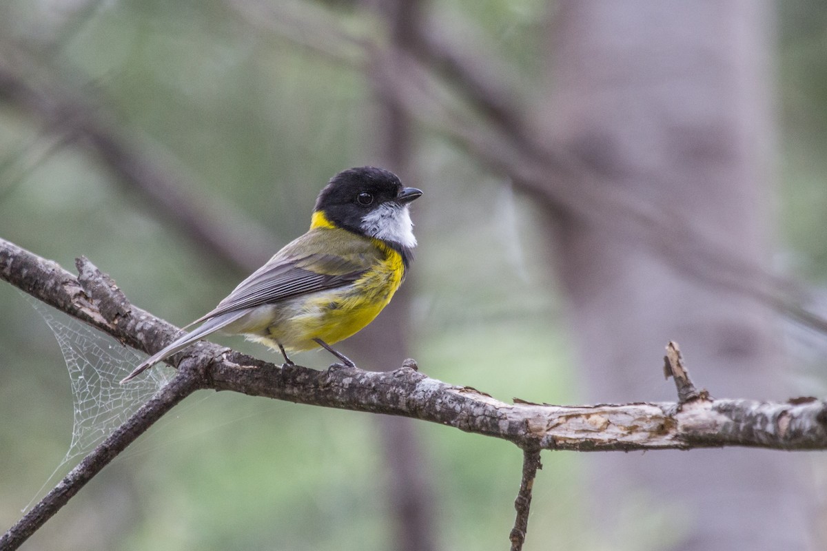 Golden Whistler - ML125103751