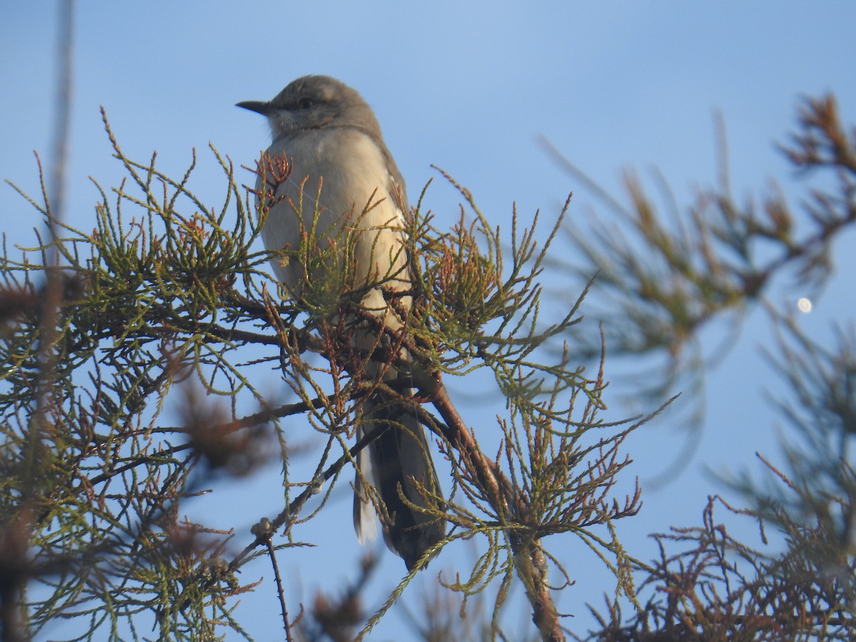 Northern Mockingbird - ML125104301