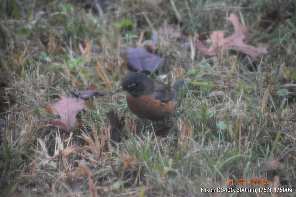 American Robin - ML125105431