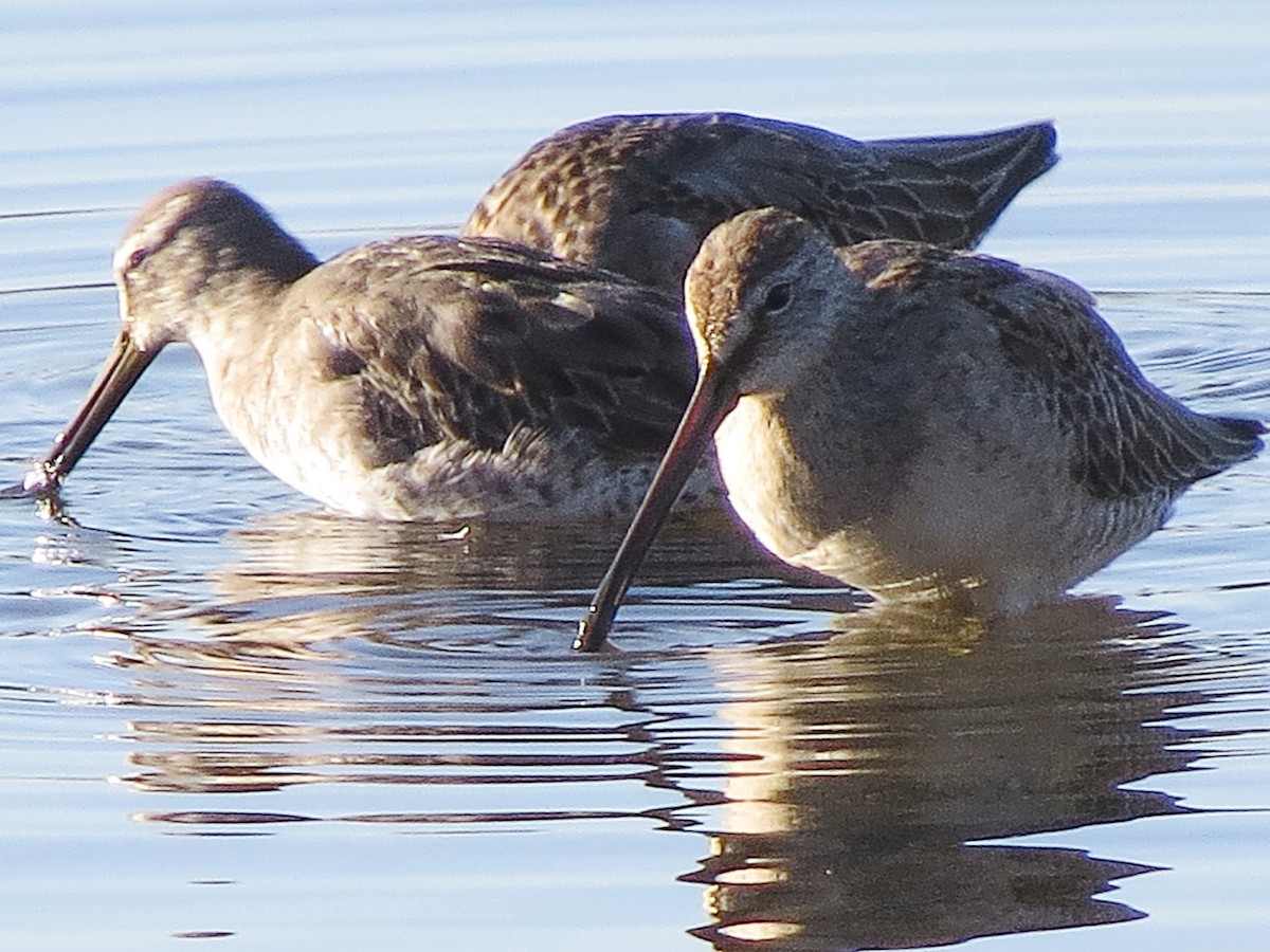 Long-billed Dowitcher - ML125109001