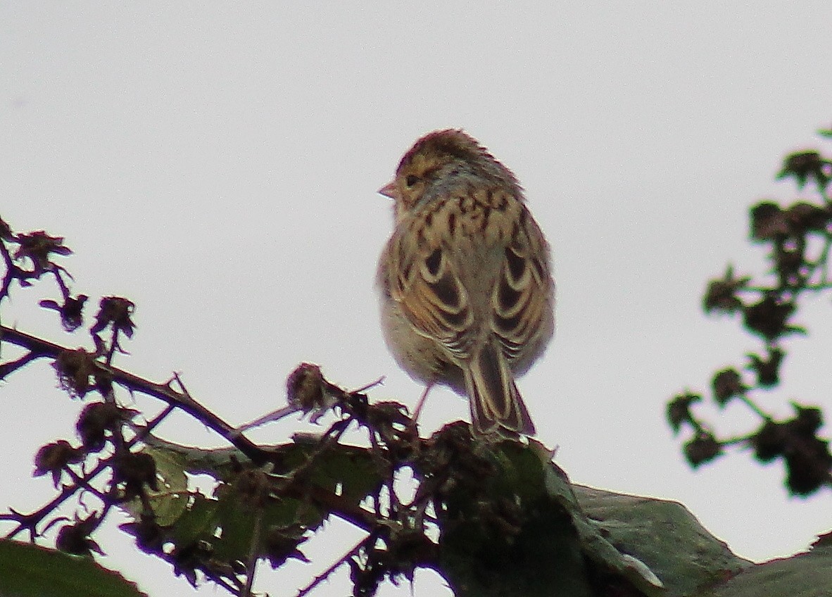 Clay-colored Sparrow - ML125109151