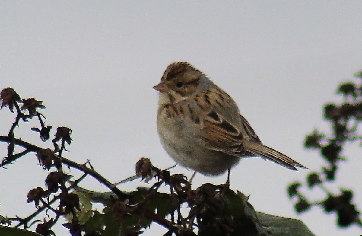 Clay-colored Sparrow - ML125109161