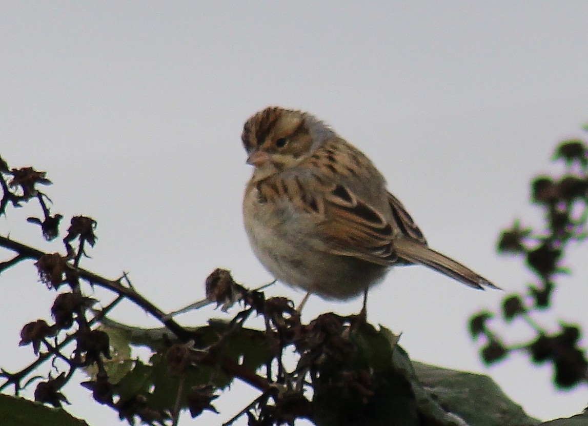 Clay-colored Sparrow - ML125109171