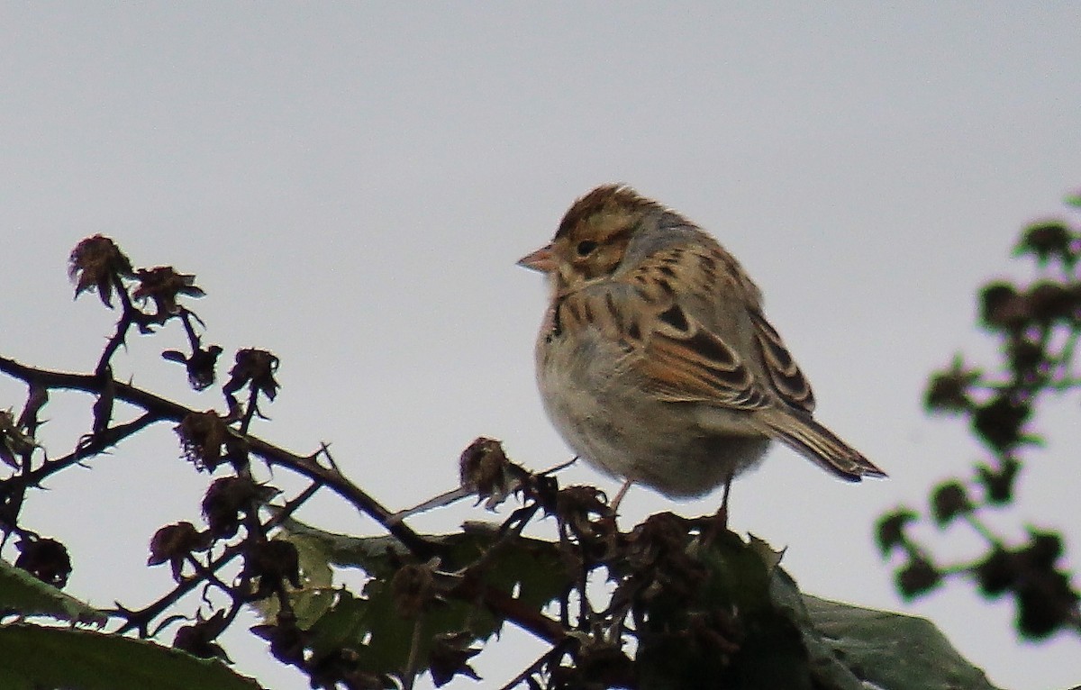 Clay-colored Sparrow - ML125109181