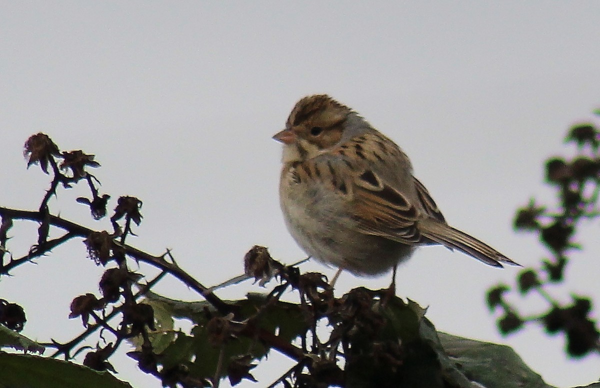 Clay-colored Sparrow - Jon. Anderson